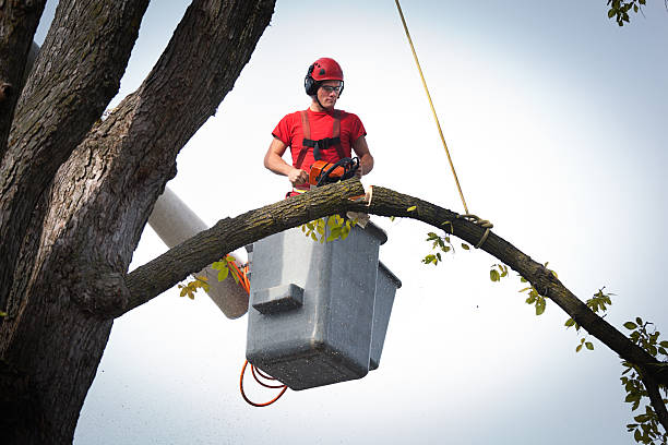 Trusted Broken Bow, OK Tree Service Experts